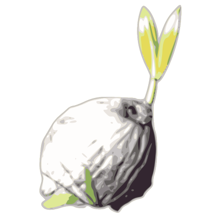 The sprouting seedling of a coconut tree, symbolizing growth and new beginnings.